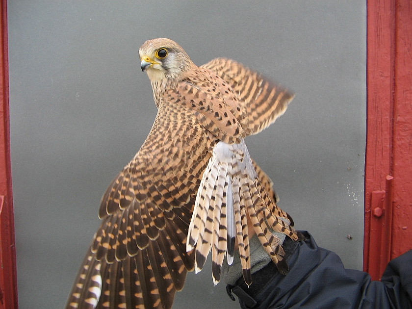 Common Kestrel, Sundre 20070513